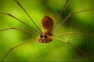 Minuscule Fotoğrafı