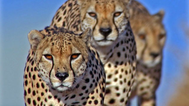 Bbc Hayat - Avcılar Ve Avları Fotoğrafı