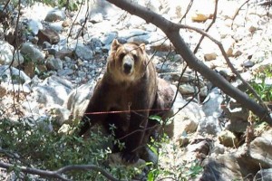 Grizzly Falls fotoğrafı