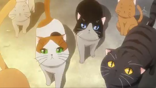 Kedi Sevgisi Fotoğrafı