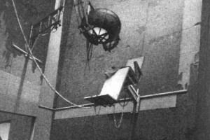 12 Maymun Fotoğrafı