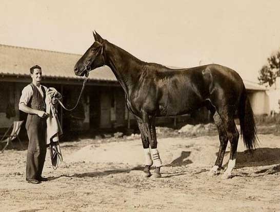 Phar Lap Fotoğrafları 3