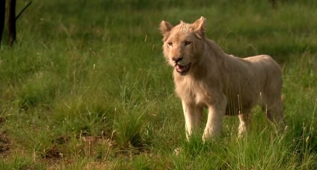 White Lion Fotoğrafları 2