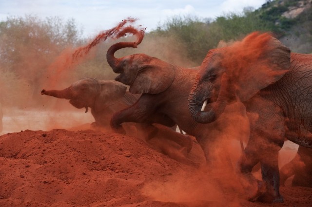 Born To Be Wild Fotoğrafları 10