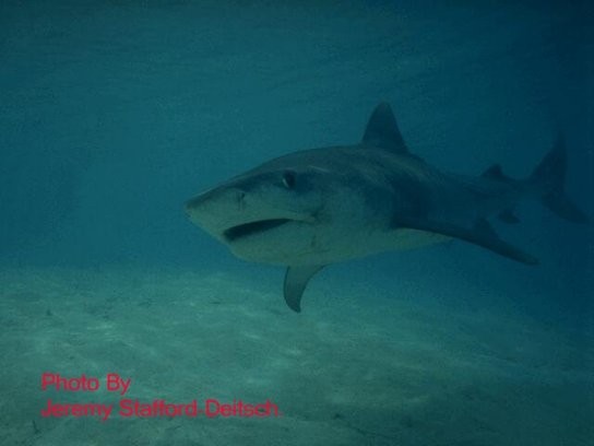 Shark Attack Fotoğrafları 7