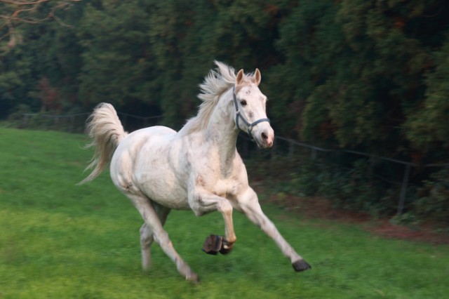 Champ Fotoğrafı
