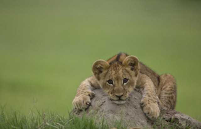 The Last Lions Fotoğrafları 8