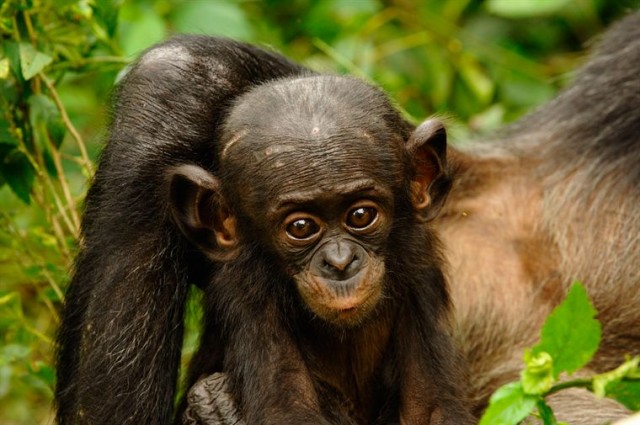 Bonobos Fotoğrafları 1