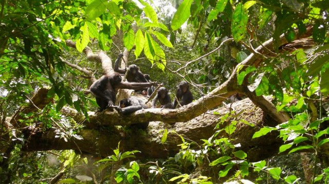 Bonobos Fotoğrafları 2