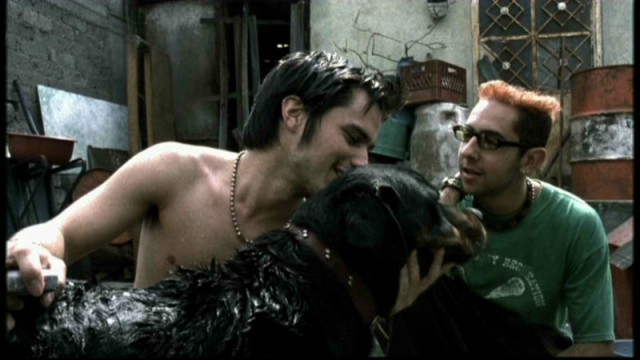 Paramparça Aşklar Köpekler Fotoğrafı