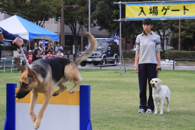 Police Dog Dream Fotoğrafları 8