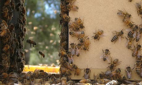 Vanishing Of The Bees fotoğrafı