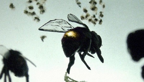 Vanishing Of The Bees Fotoğrafları 2