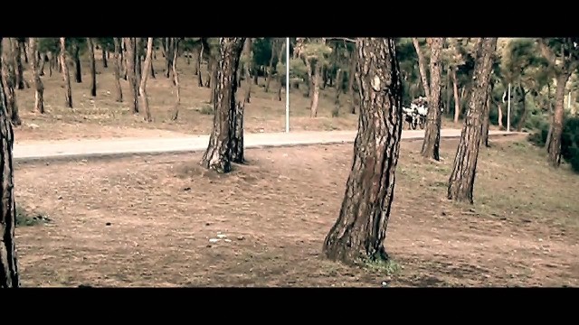 Topal Martı Fotoğrafı