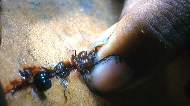 Apokalipto Fotoğrafı