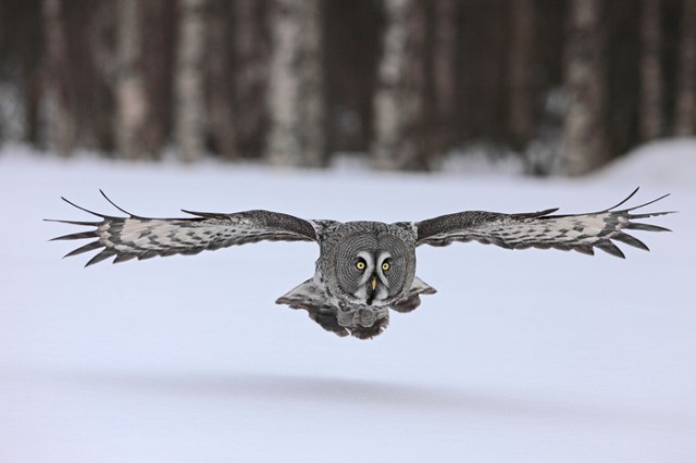 Frozen Planet Fotoğrafları 15