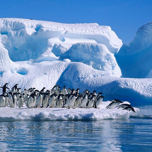 Frozen Planet fotoğrafı