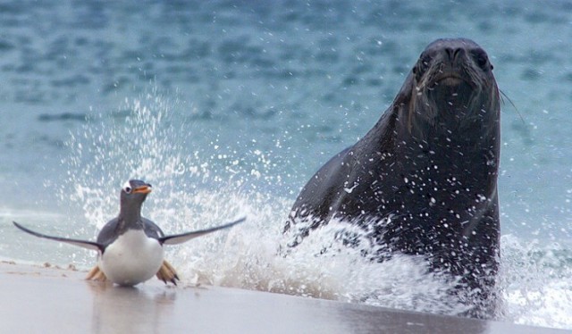 Frozen Planet Fotoğrafları 22