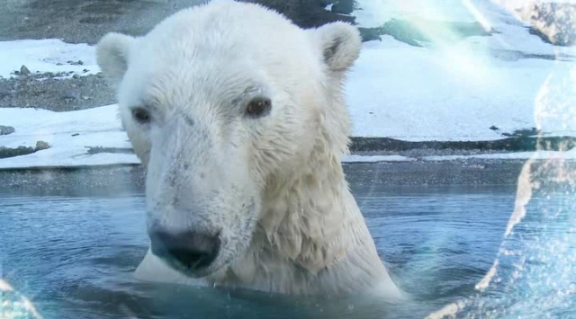 Polar Bears: Spy on the Ice Fotoğrafları 0