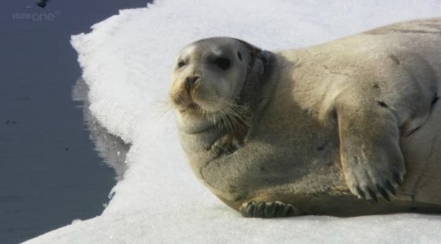 Polar Bears: Spy on the Ice Fotoğrafları 4