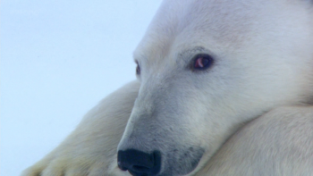 Polar Bears: Spy on the Ice fotoğrafı