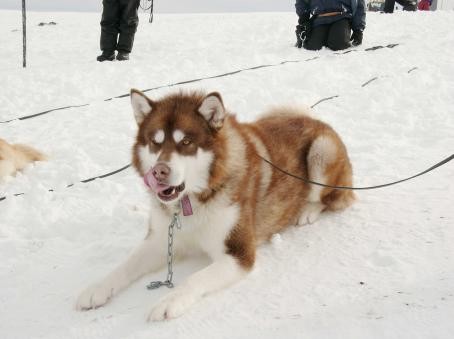 Kutup Macerası Fotoğrafı