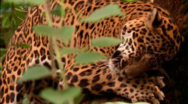 En Vahşi Avcılar: Jaguarın İzinde Fotoğrafları 4