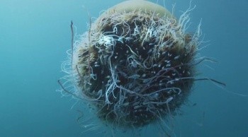 Kingdom of the Oceans Fotoğrafı