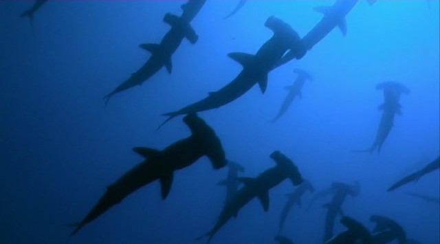 Çekiçbaşlı Köpekbalığının Gizemi Fotoğrafı