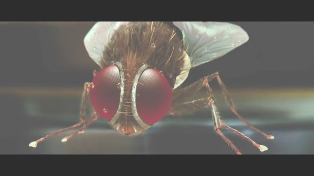 Eega Kara Sineğin İntikamı Fotoğrafı