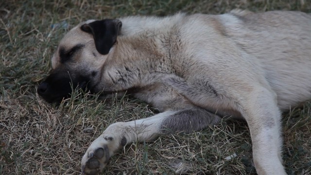 Köy Fotoğrafı