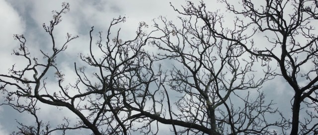 Karabasan Fotoğrafı