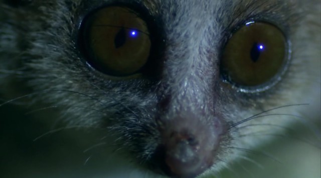 Madagaskar Fotoğrafı