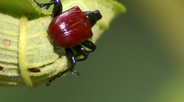 Madagaskar Fotoğrafları 7