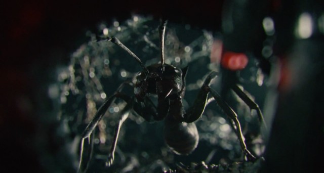 Ant-Man Fotoğrafları 142