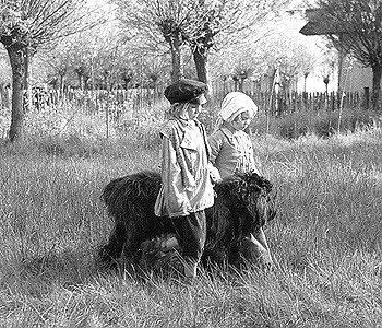 A Dog Of Flanders Fotoğrafları 1