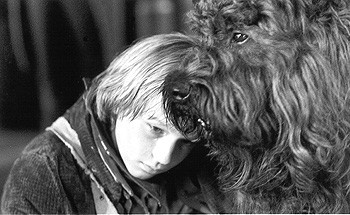 A Dog Of Flanders Fotoğrafı