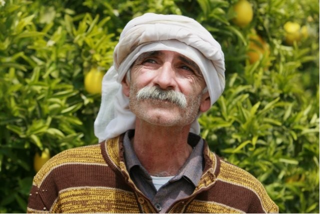 Limon Ağacı fotoğrafı