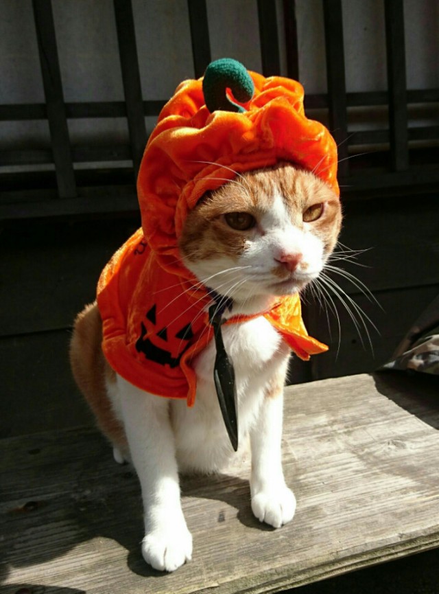 Neko Ninja Fotoğrafı