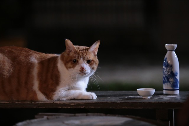 Neko Ninja Fotoğrafı