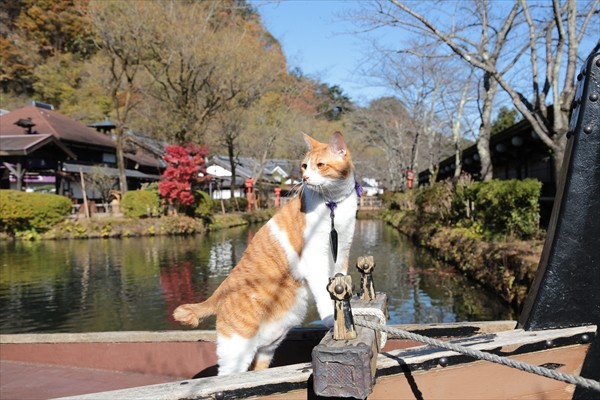Neko Ninja Fotoğrafı