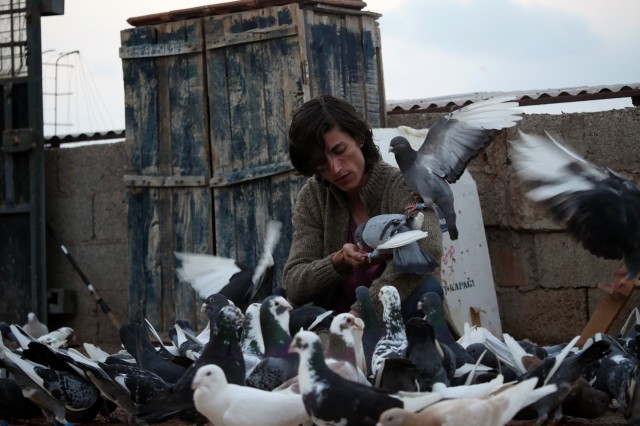 Güvercin Fotoğrafı