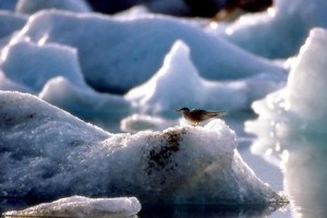 Kuşlar Kanatlı Uygarlık fotoğrafı