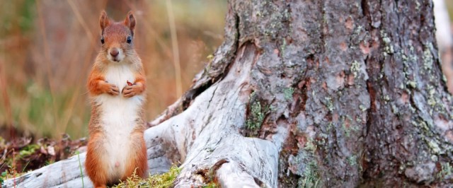 Ailo: Une odyssée en Laponie Fotoğrafı