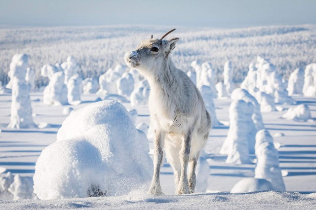 Ailo: Une odyssée en Laponie Fotoğrafları 3