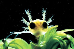 Yaradılış: Büyük Sır fotoğrafı