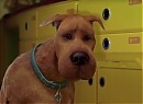 Scooby Doo 2: Canavarlar Kaçtı Fotoğrafı