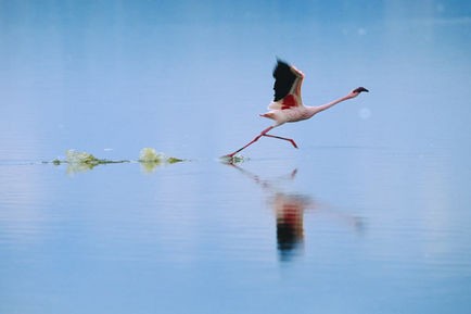Pembe Kanatlar: Flamingolarin Gizemi Fotoğrafları 13