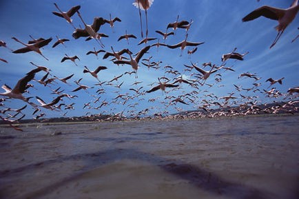 Pembe Kanatlar: Flamingolarin Gizemi Fotoğrafı
