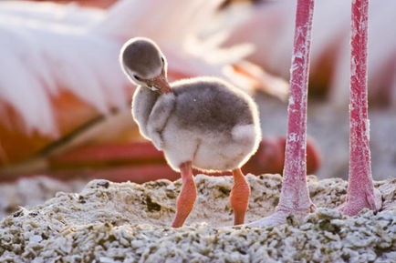 Pembe Kanatlar: Flamingolarin Gizemi Fotoğrafı